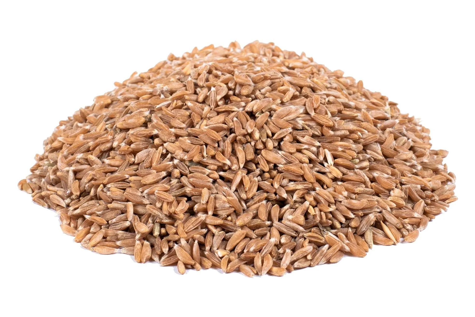 Khapali Wheat